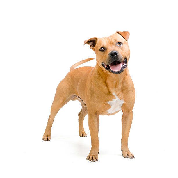 Hello! Alert friendly Staffordshire Bull Terrier Dog pit bull power stock pictures, royalty-free photos & images