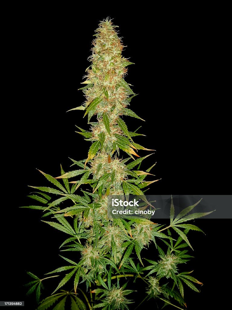 Cannabis - Foto stock royalty-free di Pianta di cannabis