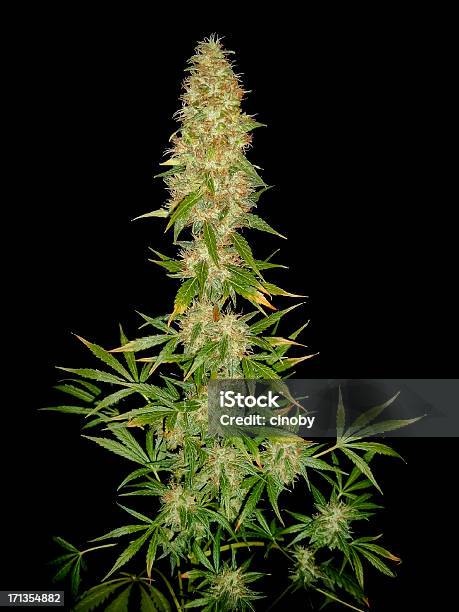 Cannabis - Fotografie stock e altre immagini di Pianta di cannabis - Pianta di cannabis, Sfondo nero, Cannabis - Narcotico