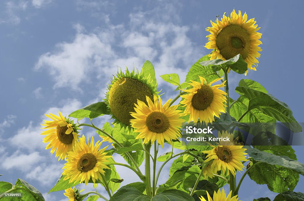 Viele Sonnenblumen im einzigen plant - Lizenzfrei Baumblüte Stock-Foto