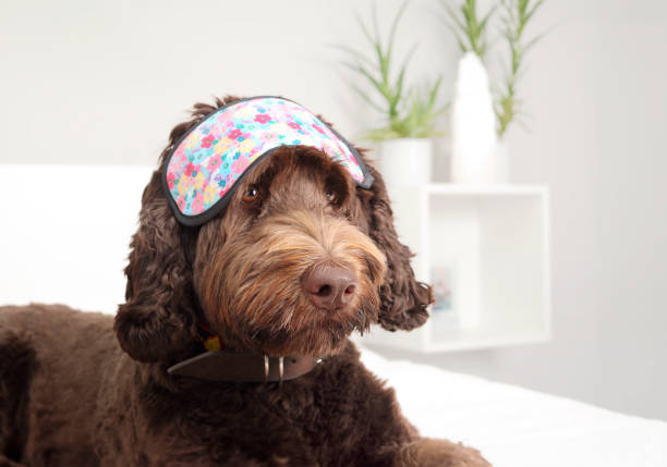istock Dog with sleeping mask in bedroom. 1713554065