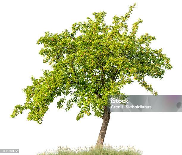 Apple Tree In Summer Isolated On White Apples Stock Photo - Download Image Now