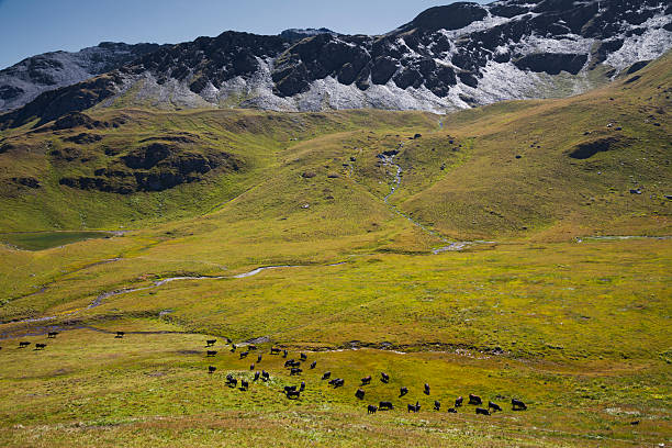 alpejski krajobraz - wilderness area flower pond clear sky zdjęcia i obrazy z banku zdjęć