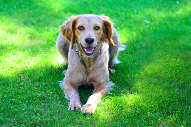 istock Beautiful Brittany Spaniel  dog. Galicia, Spain. 1713556904