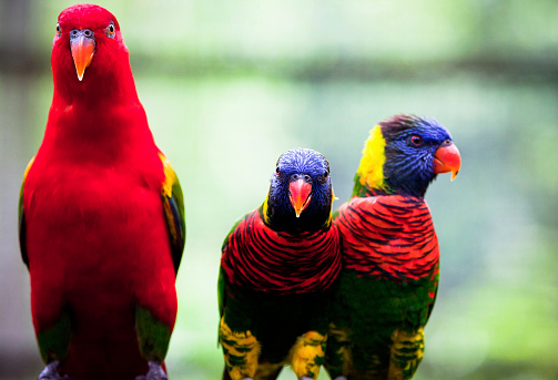 lory  or lorikeet parrots on a branch