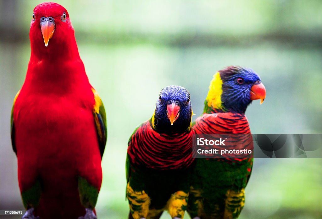 lory parrots lory  or lorikeet parrots on a branch Lory Stock Photo