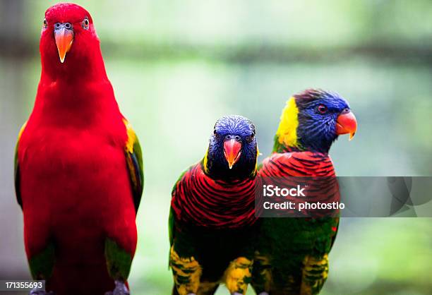 Lory Parrots Stock Photo - Download Image Now - Lory, Lorikeet, Bird