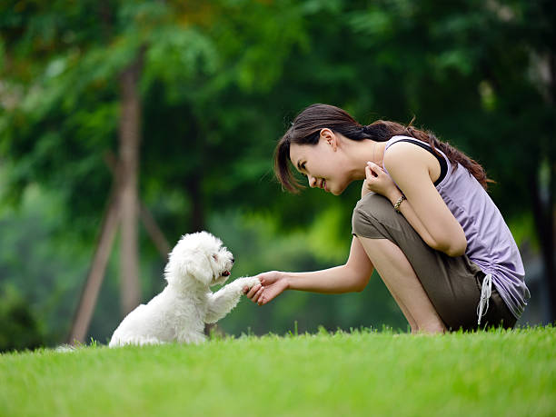 mulher cão de formação e communication- xxxxxlarge dar um aperto de mão - dog tranquil scene pets animals and pets imagens e fotografias de stock