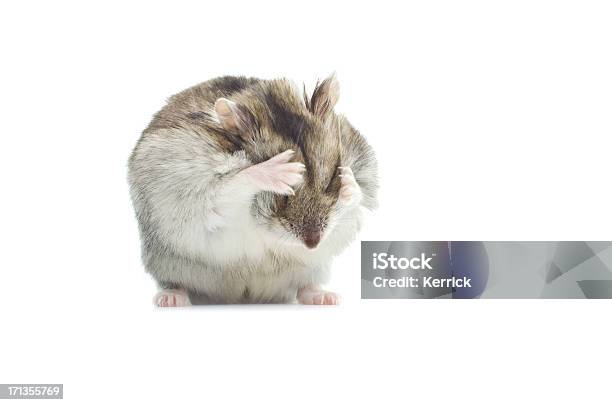 Waschen Djungarian Hamster Stockfoto und mehr Bilder von Tier - Tier, Hamster, Computermaus