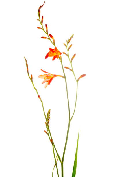 montbretia 공장요 줄기 꽃을 흰색 바탕에 그림자와 - 애기범부채 뉴스 사진 이미지