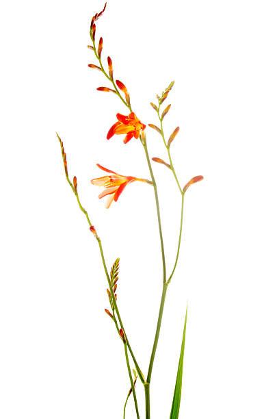 Montbretia Plant Stem With Flowers Isolated On White Montbretia plant and flowers isolated on white background.More Flowers crocosmia stock pictures, royalty-free photos & images