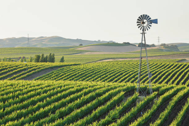 vigneto della napa valley - carneros valley napa valley vineyard california foto e immagini stock