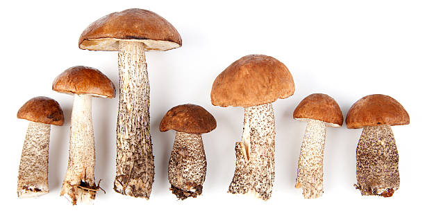istock Birch bolete mushrooms 171356586