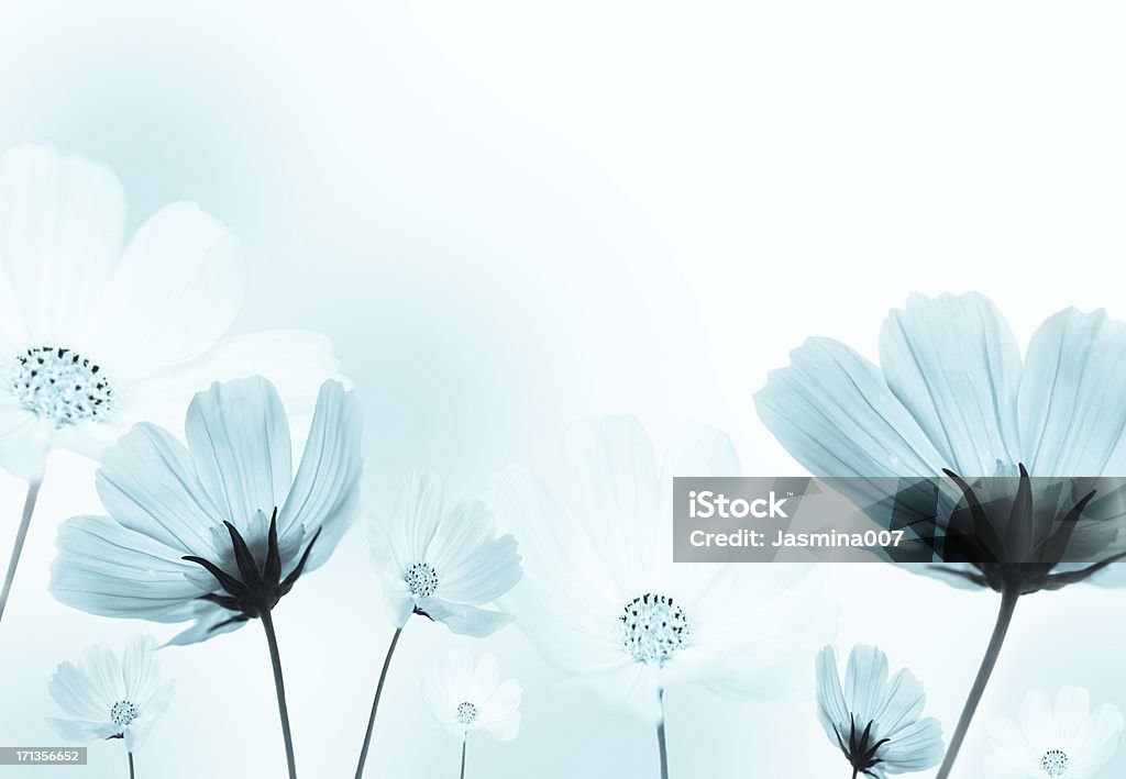 Cosmos flowers - Foto de stock de Flor libre de derechos