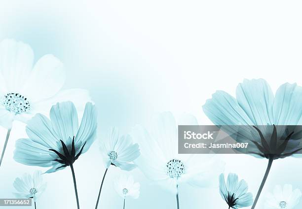 Fiori Cosmo - Fotografie stock e altre immagini di Fiore - Fiore, Sfondi, Blu