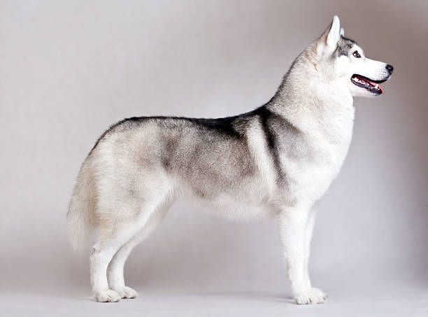 husky Siberiano - foto de acervo