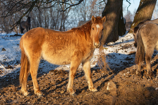 Wild horses on a cold winter morning in the meadows near Jelgava, Latvia