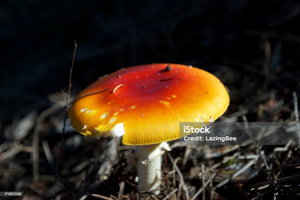 Fly Agaric Mushroom (Amanita Muscaria)  Amanita Parcivolvata Stock Photo