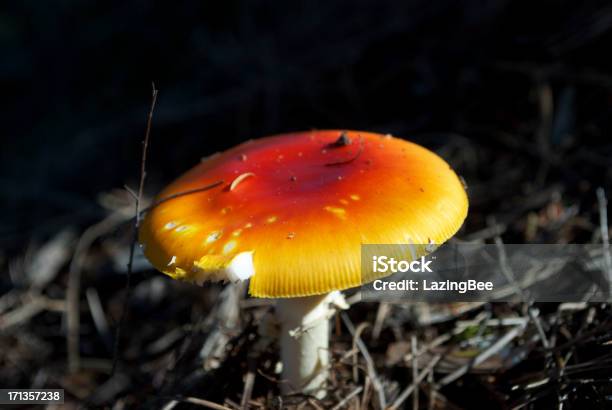 Fly Agaric Mushroom Stock Photo - Download Image Now - Amanita Parcivolvata, Autumn, Black Color