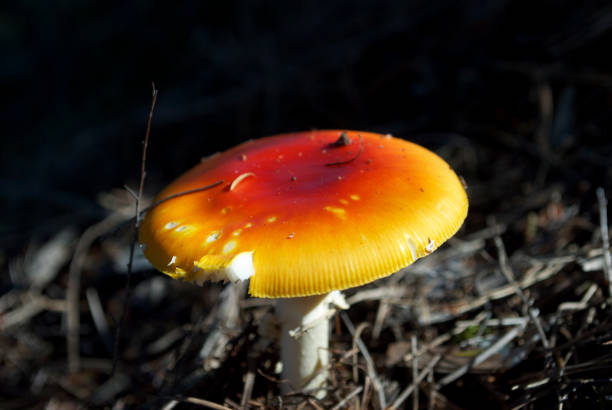 cogumelo agárico (amanita muscaria) - circle plant type plant part plant condition imagens e fotografias de stock