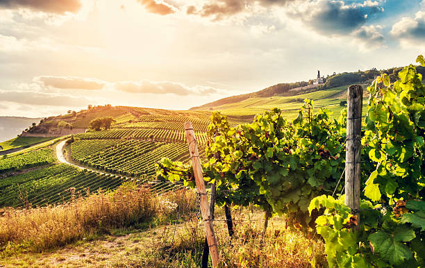 Summer vineyard Sunny vineyard at the Rhine. Toned picture. hesse germany photos stock pictures, royalty-free photos & images