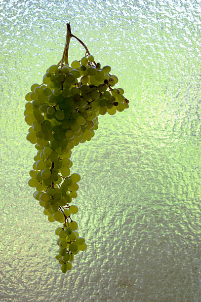 Green Grapes stock photo
