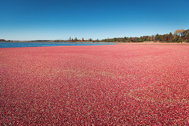 istock Cranberry Marsh Harvest Season Hz 171357514