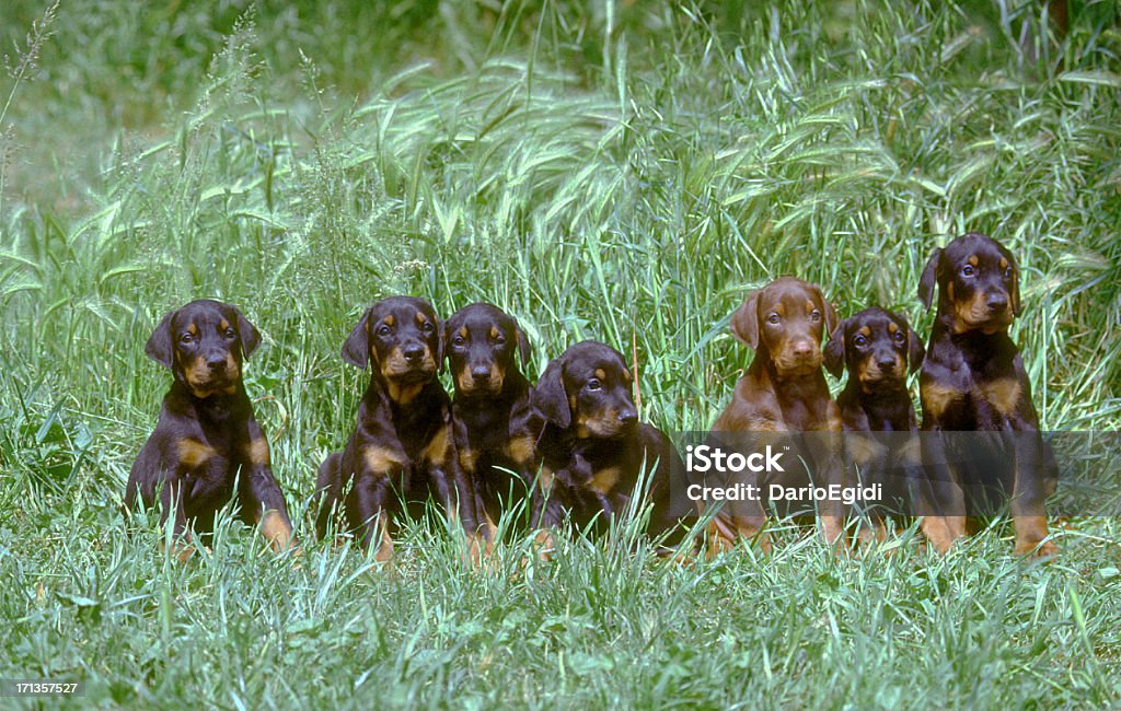 Doberman Cuccioli cani accovacciato in un prato, ritratto - Foto stock royalty-free di Dobermann