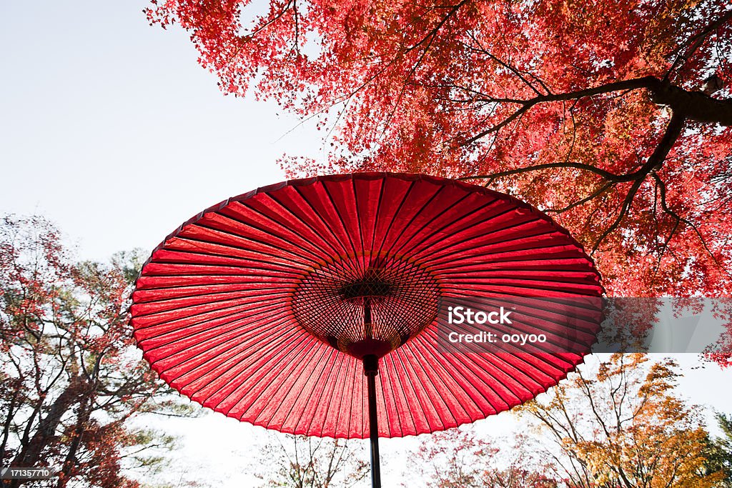 Giapponese Ombrello In Autunno - Fotografie stock e altre immagini di Acero  giapponese - Acero giapponese, Albero, Ambientazione esterna - iStock