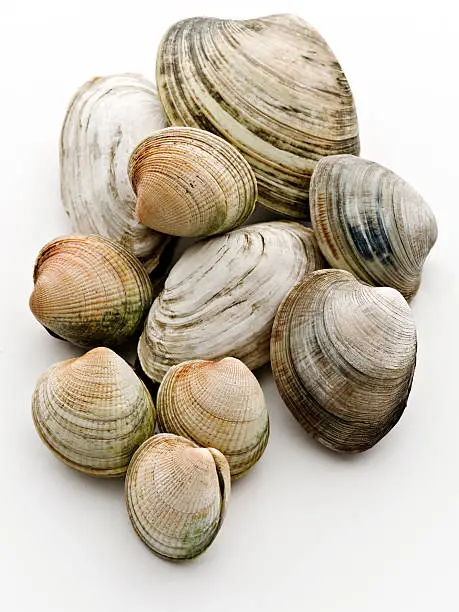 "assortment of clams: cherry stone, steamers, vongole and littleneckshasselblad medium formatleaf digi back"