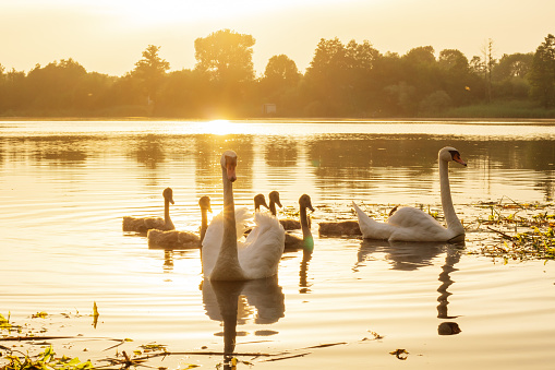 Mesmerizing view of two elegant white swans and bunch of brown babies flowing on water near shore in non-urban area at sunset. Group of adult and little wild birds swimming in lake against landscape.