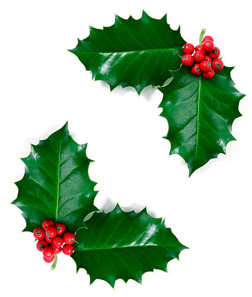 Holly Leaf, Isolated on White "Holly Leaf, Isolated on White." mistletoe stock pictures, royalty-free photos & images