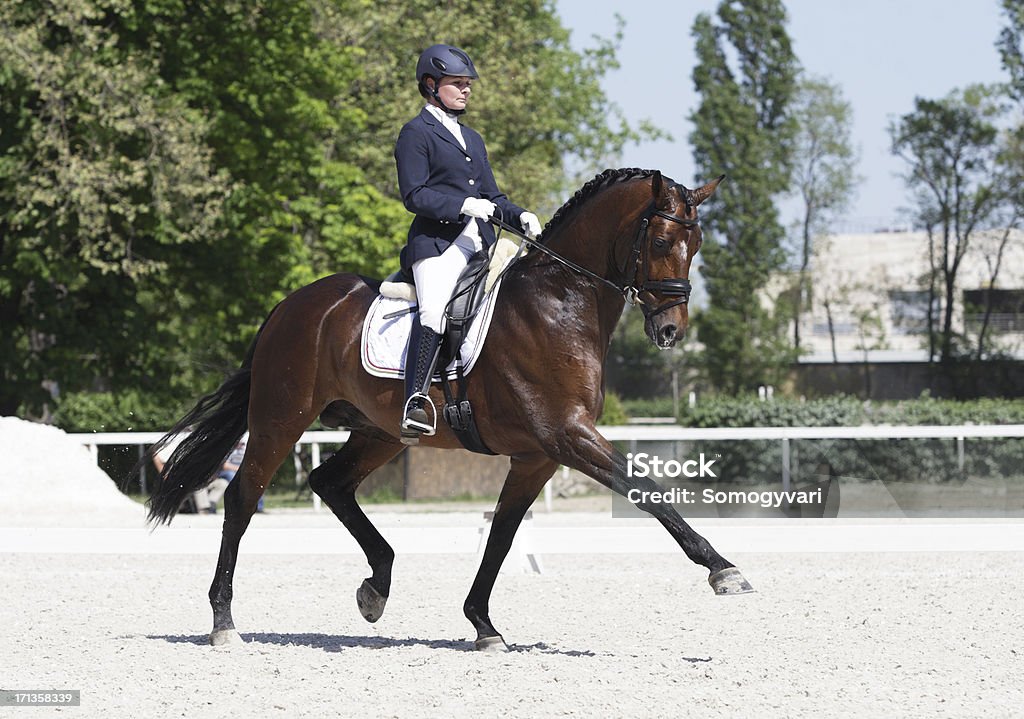 Parcourez le dressage de longue durée - Photo de Dressage équestre libre de droits