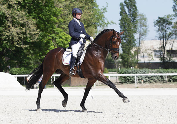 Extended trot dressage A young woman performs extended trot with her beautiful young stallion. Canon Eos 1D MarkIII. dressage stock pictures, royalty-free photos & images