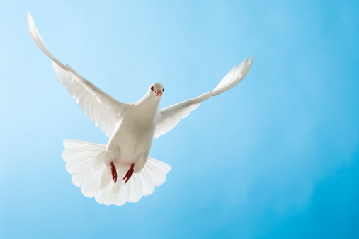 Bueatiful white dove with wings outstretched flying in a clear blue sky