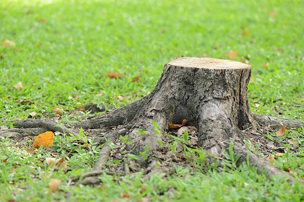 Tree stump Tree stump on green grass tree stump stock pictures, royalty-free photos & images