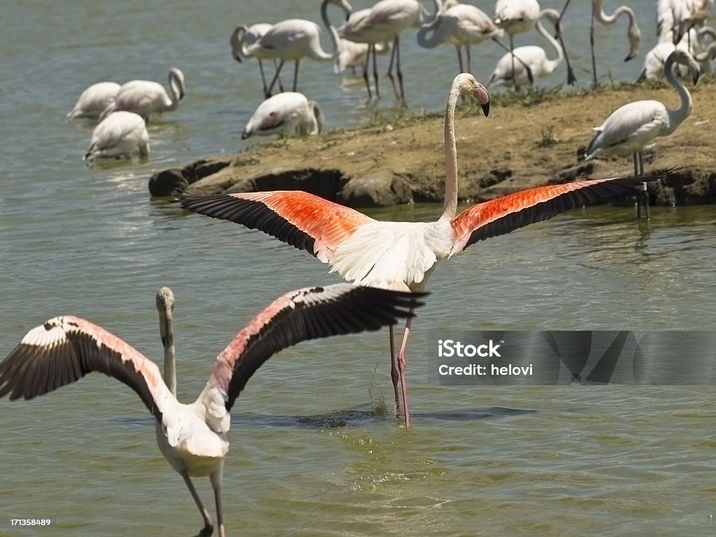 Flamingos - Lizenzfrei Camargue Stock-Foto