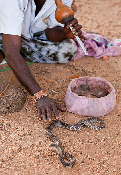 zaklinacz wężów - snake human hand color image cobra zdjęcia i obrazy z banku zdjęć