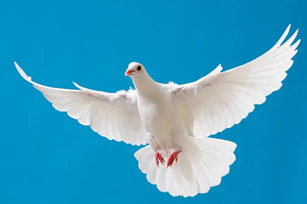Beautiful white dove with wings outstretched flying in a clear blue sky