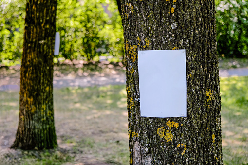 Attached blank vertical paper notice on tree. A blank white signboard hanging.