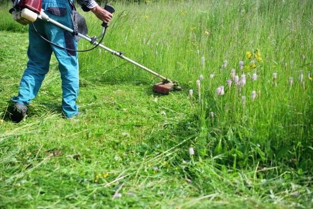 The gardener mows the grass in a modern way with a petrol mower stock photo