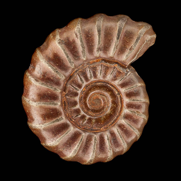 istock Ammonite fossil isolated on black 171358901