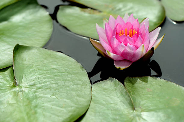 istock Purple lotus flower and leaf on water 171358953