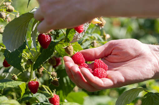 A woman is holding raspberries.