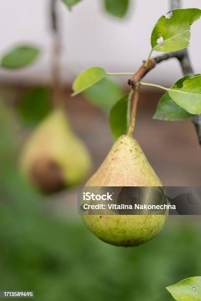 Pear Rip Off Rip Pear On The Tree With One Rotten Pear Behind Closeup Stock Photo ...
