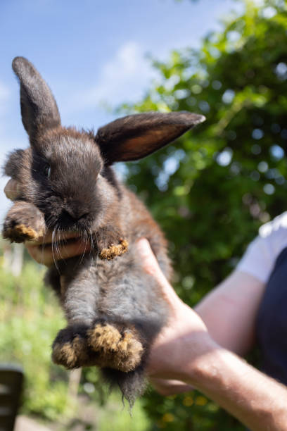 istock Farmer with black small rabbit in hands in the garden. 1713589703