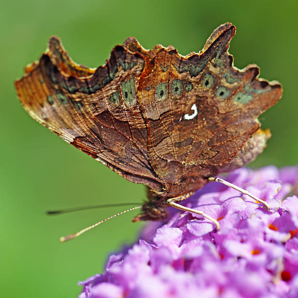 the comma butterfly, polygonia c-album - comma bildbanksfoton och bilder