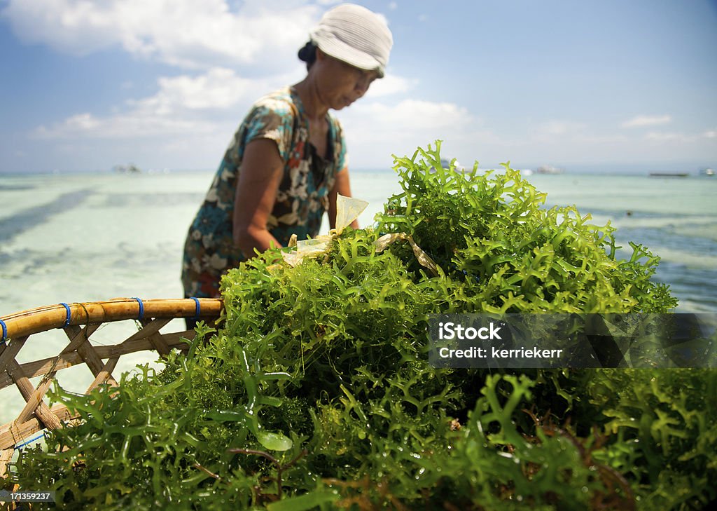 Algas la agricultura - Foto de stock de Alga Marina libre de derechos