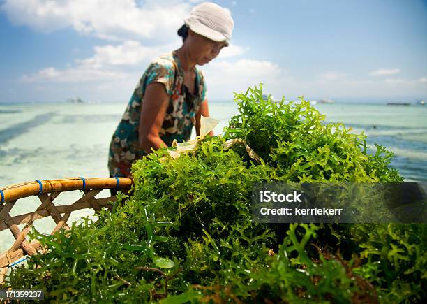 Algas La Agricultura Foto de stock y más banco de imágenes de Alga Marina - Alga Marina, Agricultura, Agricultor