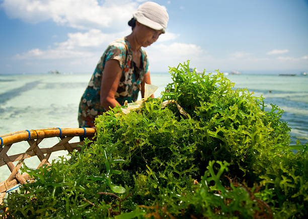 Seaweed Farming "A Balinese woman farming seaweed on Nusa Lembongan, Bali, Indonesia." seaweed farming stock pictures, royalty-free photos & images